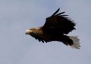 White Tailed Sea Eagle